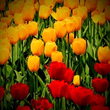 field of tulips