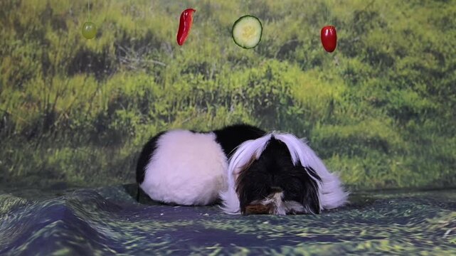 meerschweinchen tier natur nager fressen gem&uuml;se