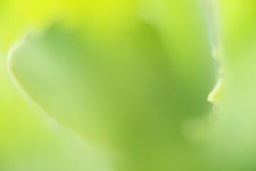 blatt baum makro nah pflanze
