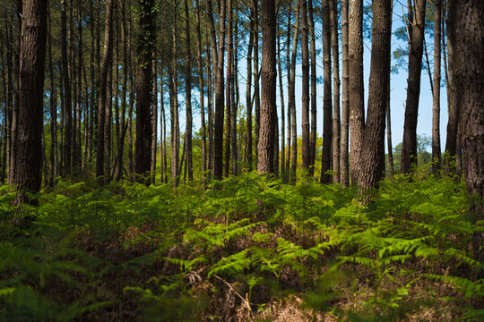 Alignements de pins dans la for&ecirc;t landaise avec foug&egrave;res au premier plan
