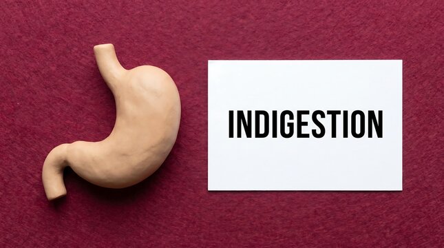 Human Stomach Anatomy and Indigestion Concept