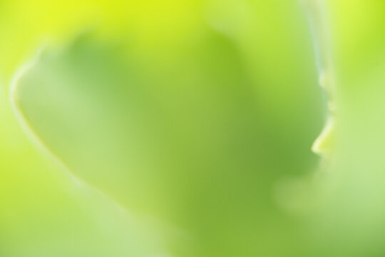 blatt baum makro nah pflanze