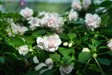 Fototapeta premium Delicate pale pink double impatiens flowers in full bloom, featuring soft rose-like petals and lush green leaves in a bright, sunny garden setting.