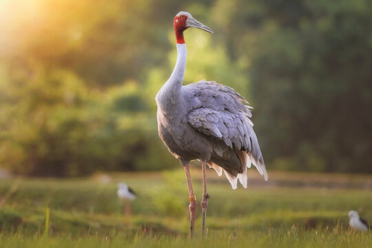 Close-up portrait of an Eastern Sarus Crane (Grus antigone sharpii) standing in a wetland landscape, Thailand