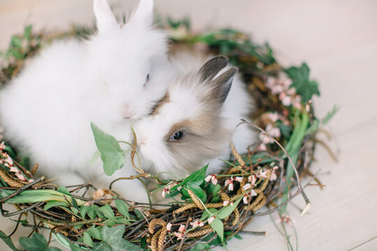 Close-up of two fluffy rabbits huddling together inside a festive spring wreath on a table
