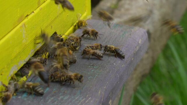 Bees working in the garden