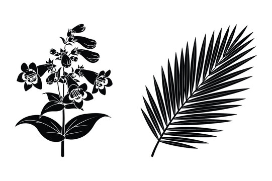 Black silhouette vector illustrations of penstemon plant and fern frond