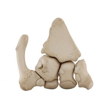 Human foot bones, tarsals and metatarsals, anatomical detail isolated on a transparent background