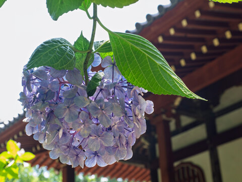 凛とする」の写真素材 | 2,308件の無料イラスト画像 | Adobe Stock