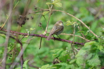 Fototapeta premium the common chiffchaff (Phylloscopus collybita) UK woodland during springtime