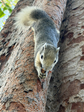 Close-up of a Finlayson's squirrel (Callosciurus finlaysonii) crawling on a tree eating a peanut, Chatuchak Park, Bangkok, Thailand