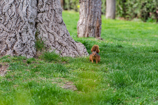 Close-up of a red squirrel sitting in a park by a tree, Georgia
