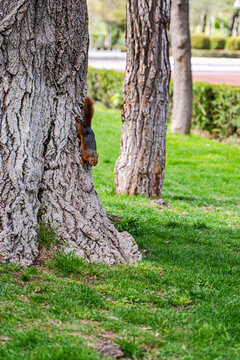 Close-up of a squirrel running down a tree trunk in a park in springtime, Georgia