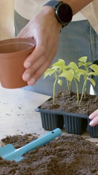 Vertical video: Scooping soil pile, hands in denim using transplanter potting seedlings by window