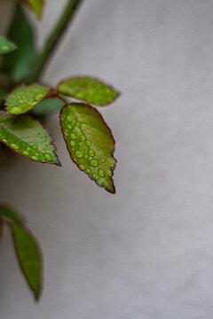 Close-up of raindrops on the leaves of a Rose bush by a grey wall