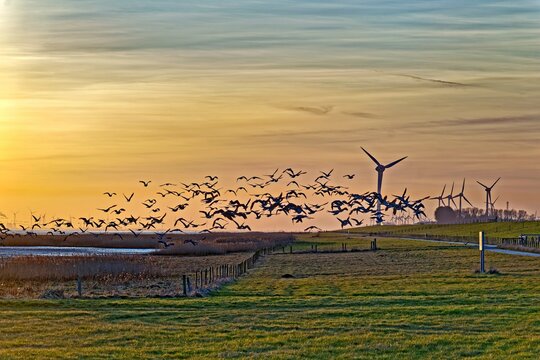 Flock of barnacle geese flying over a winter field along the river Ems at sunset, East Frisia, Lower Saxony, Germany