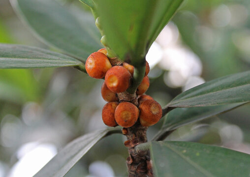 Ficus aurata