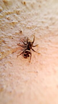 A close-up macro shot of a black and white zebra jumping spider (Salticus scenicus) on a whitewashed wall.