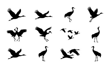 Fototapeta premium Birds in flight and standing silhouettes set on white background