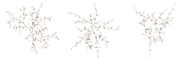 Obraz premium Oplismenus compositus tree plan, top view, cutout, transparent background, isolate, Delicate dry grass texture, detailed close-up, nature background, dry field, scenic