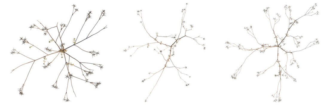 Bidens parviflora tree plan, top view, cutout, transparent background, isolate, Delicate branch with tiny leaves, detailed close-up, natural organic element, nature scene.