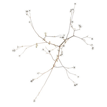Bidens parviflora tree plan, top view, cutout, transparent background, isolate, Delicate Branch with Tiny Flowers - Detailed Nature Still Life Photography