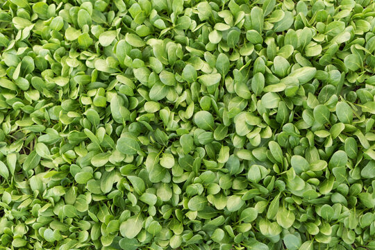 Fresh Spinach Leaves Top View, Healthy Green Food Background