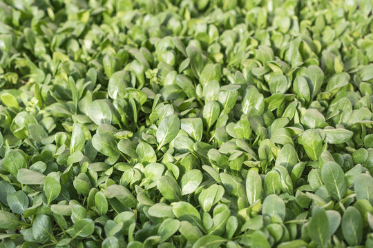 Green Spinach Background from Above, Fresh Leafy Vegetables