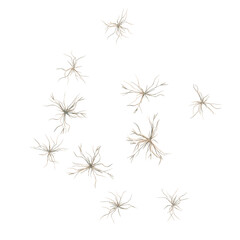Naklejka premium Dactyloctenium aegyptium tree plan, top view, cutout, transparent background, isolate, Delicate Dry Grass Stalks, Detailed Texture, Nature Elements, Autumn, Rustic, Organic, Minimal