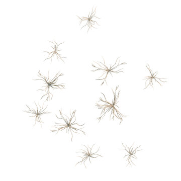 Dactyloctenium aegyptium tree plan, top view, cutout, transparent background, isolate, Delicate Dry Grass Stalks, Detailed Texture, Nature Elements, Autumn, Rustic, Organic, Minimal