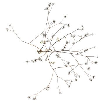 Bidens parviflora tree plan, top view, cutout, transparent background, isolate, Delicate bare tree branch against a soft background, natural spring or autumn concept.