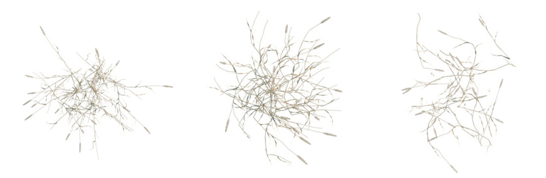 Setaria viridis tree plan, top view, cutout, transparent background, isolate, Delicate Dried Grass Stems - Natural Texture and Autumnal Beauty for Design and Craft Projects