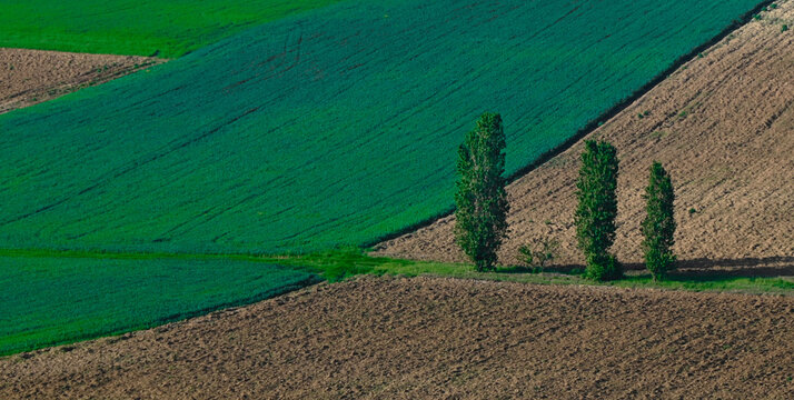 Aerial view of three trees in a agricultural fields near Monferrato, San Salvatore, Alessandria, Piedmont, Italy