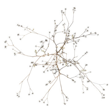 Bidens parviflora tree plan, top view, cutout, transparent background, isolate, Dry tree branch silhouette, monochrome vector, botanical illustration, winter nature element.