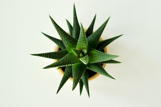 Overhead view of a green haworthia succulent plant (Haworthiopsis fasciata) 
on a white background
