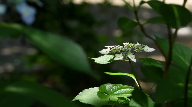 白い額紫陽花（ガクアジサイ）を撮影した4Kスローモーション動画