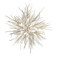 Fototapeta premium Imperata cylindrica tree plan, top view, cutout, transparent background, isolate, Detailed closeup of dry grass blades texture, perfect for nature backgrounds and design elements