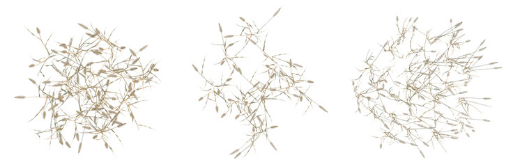 Fototapeta premium Setaria viridis tree plan, top view, cutout, transparent background, isolate, Detailed wheat stalks, vector illustration of ripe grain harvest, rustic design, agricultural theme