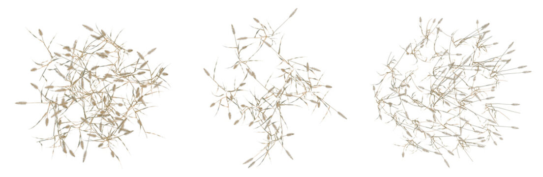 Setaria viridis tree plan, top view, cutout, transparent background, isolate, Detailed wheat stalks, vector illustration of ripe grain harvest, rustic design, agricultural theme