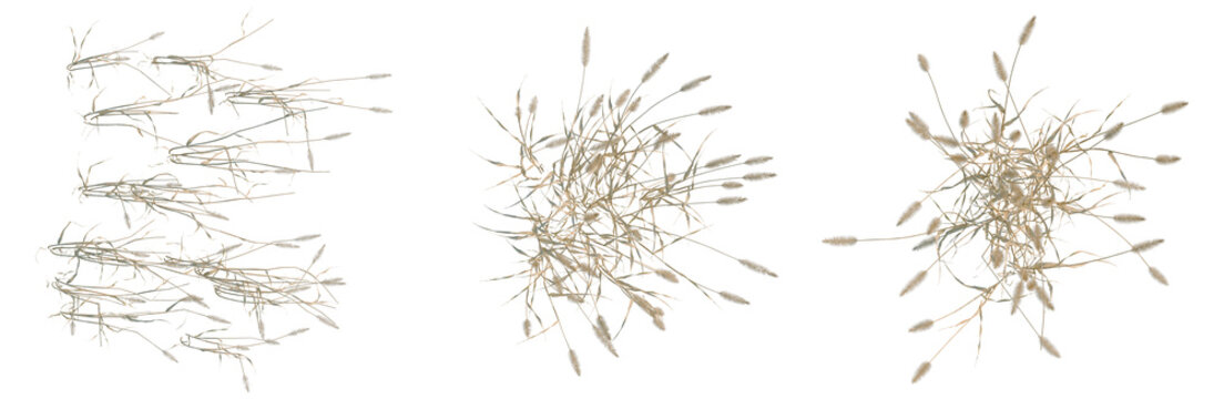 Setaria viridis tree plan, top view, cutout, transparent background, isolate, Detailed close-up of dry grass texture, perfect for backgrounds and decorative design elements.