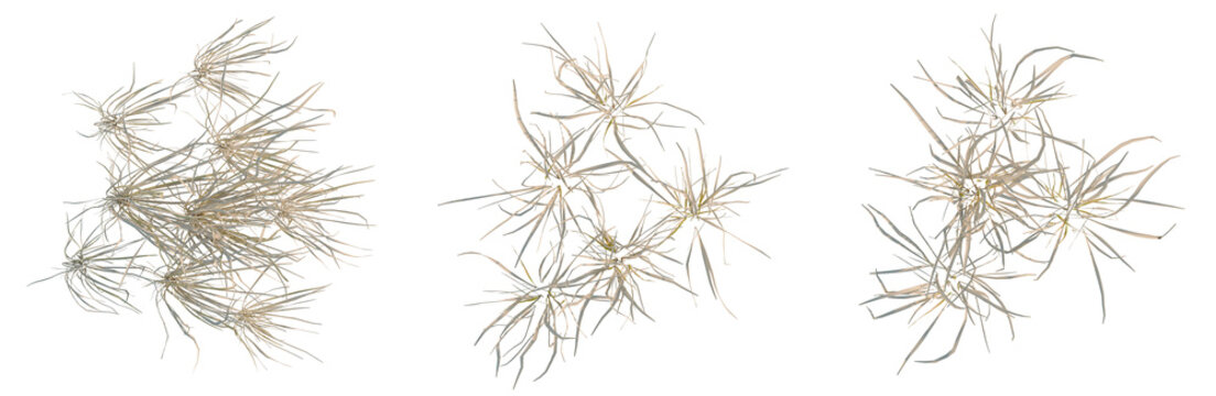 Imperata cylindrica tree plan, top view, cutout, transparent background, isolate, Golden Wheat Field Landscape - Rural Scene with Harvested Grain - Agriculture Background