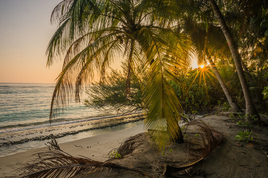 View of golden sunlight piercing through palm trees, casting long shadows on the sandy beach, as turquoise waves gently kiss the shore, Vashafaru Island, Maldives.