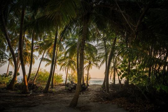 View of lush palm trees framing a tranquil beach, where the golden sunset kisses the horizon, creating a serene tropical escape, Vashafaru Island, Maldives.