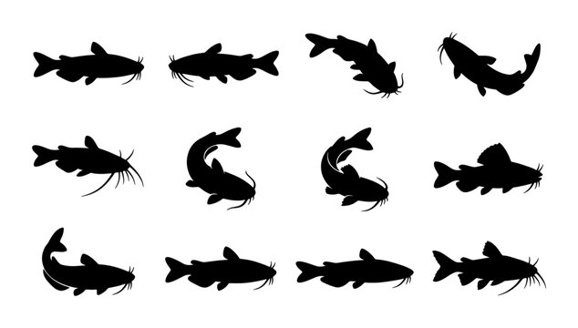 Catfish silhouette collection, 12 black fish vector icons, freshwater river fish shapes for fishing logo design and aquatic wildlife branding