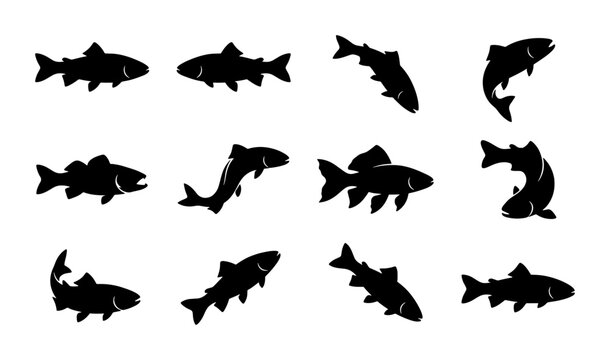 Freshwater fish silhouettes set, 12 black trout and salmon vector icons, fishing and angling graphic elements isolated on white background