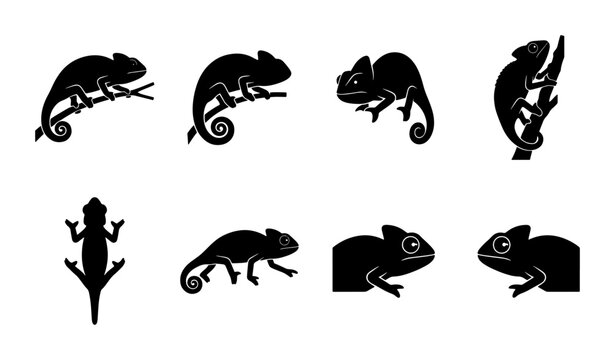 Chameleon silhouette vector set, 8 black lizard icons on white background, exotic reptile wildlife collection for logo design and nature branding