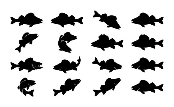 Walleye fish silhouette collection, 16 black fishing icons in vector format, predatory freshwater fish shapes for angling and outdoor sports design