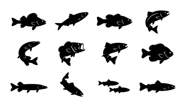 Black fish silhouette icons set, 12 freshwater fish species vector illustrations, fishing sport and aquatic wildlife silhouettes on white background