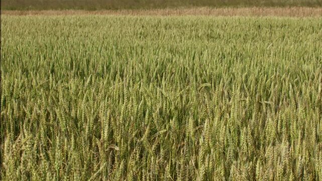 cereal crops maturing in summer field, cinematic dissolve