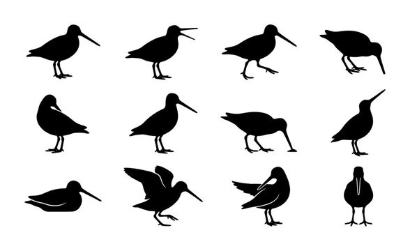 Black sandpiper bird silhouettes set, collection of 12 shorebird vector icons, wading bird profile shapes for nature design